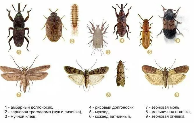 Вредители хлебных запасов.